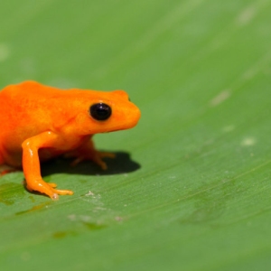 Tomato frog in Madagascar - The tomato frog is endemic to Madagascar