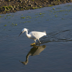 Egret